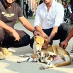 পাবনায় মা কুকুরের হারানো সন্তান পূরণ হলো নতুন ছানার মাধ্যমে