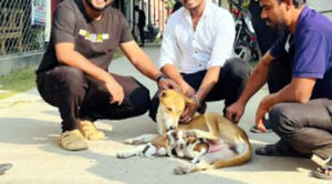 পাবনায় মা কুকুরের হারানো সন্তান পূরণ হলো নতুন ছানার মাধ্যমে