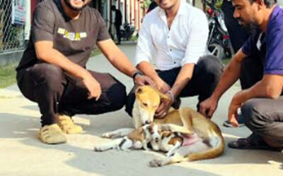 পাবনায় মা কুকুরের হারানো সন্তান পূরণ হলো নতুন ছানার মাধ্যমে